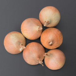 Cebula Hyfive f1 B-MOX Primed dGS Precision  250 000 nasion st